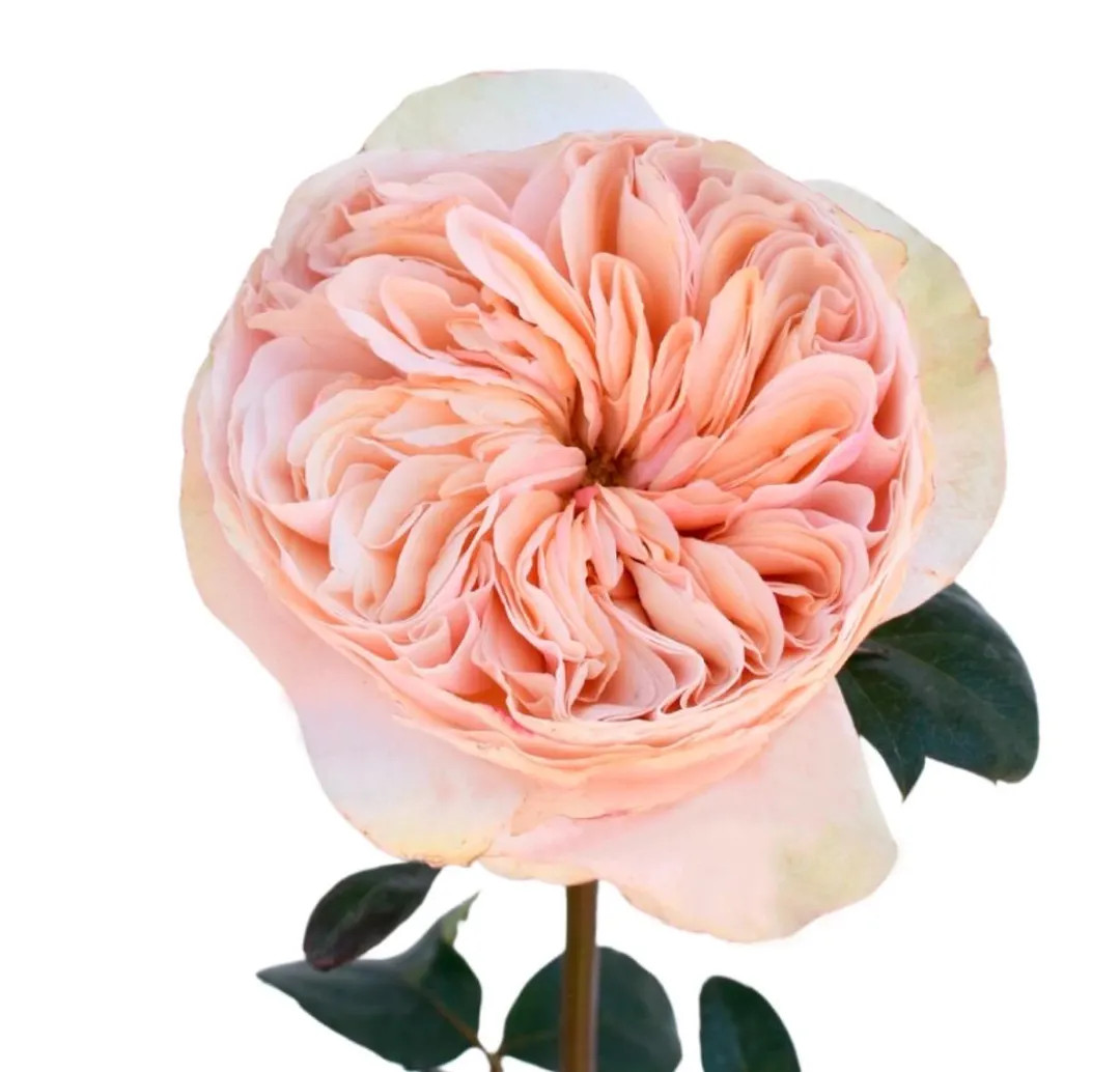 Rose “Tip Top!"  Live Plant | Etsy (US)