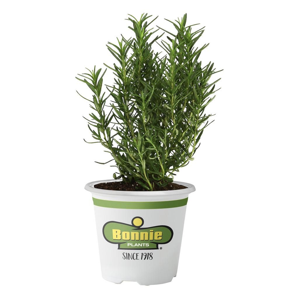 2.32 Qt. Rosemary Arp Premium | The Home Depot