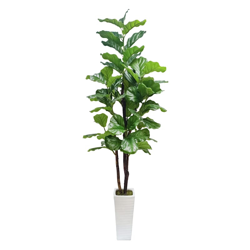 Fig Tree in White Square Pot, 7' | At Home