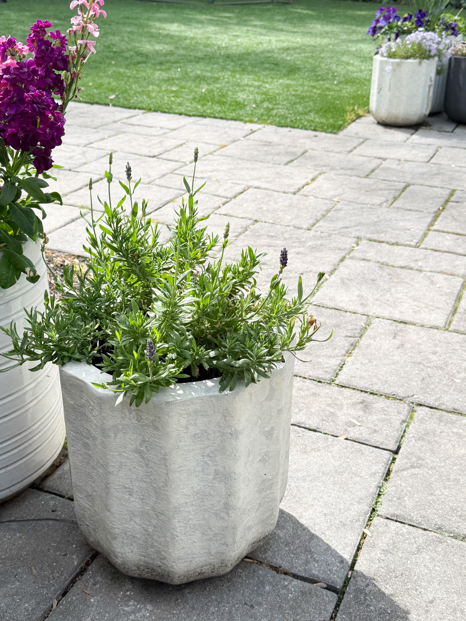 Love these fluted planters and they’re currently on sale! This is the medium size, 

#LTKSaleAlert #LTKSeasonal #LTKHome