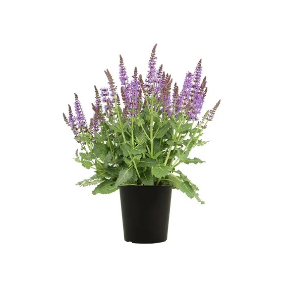 Expert Gardener Purple 1.5G Salvia May Night, Live Plants Full Sun | Walmart (US)