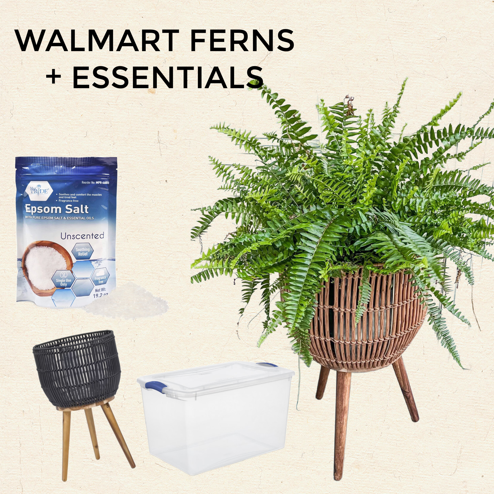  My favorite ferns from Walmart and how I keep them alive LOL 

#walmartpartner 
 #walmart