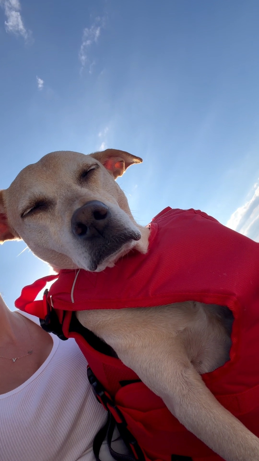 Mr. In Between Sizes 🤣🐕🛥️

#LTKFindsUnder100 #LTKdayinmylife #LTKootd