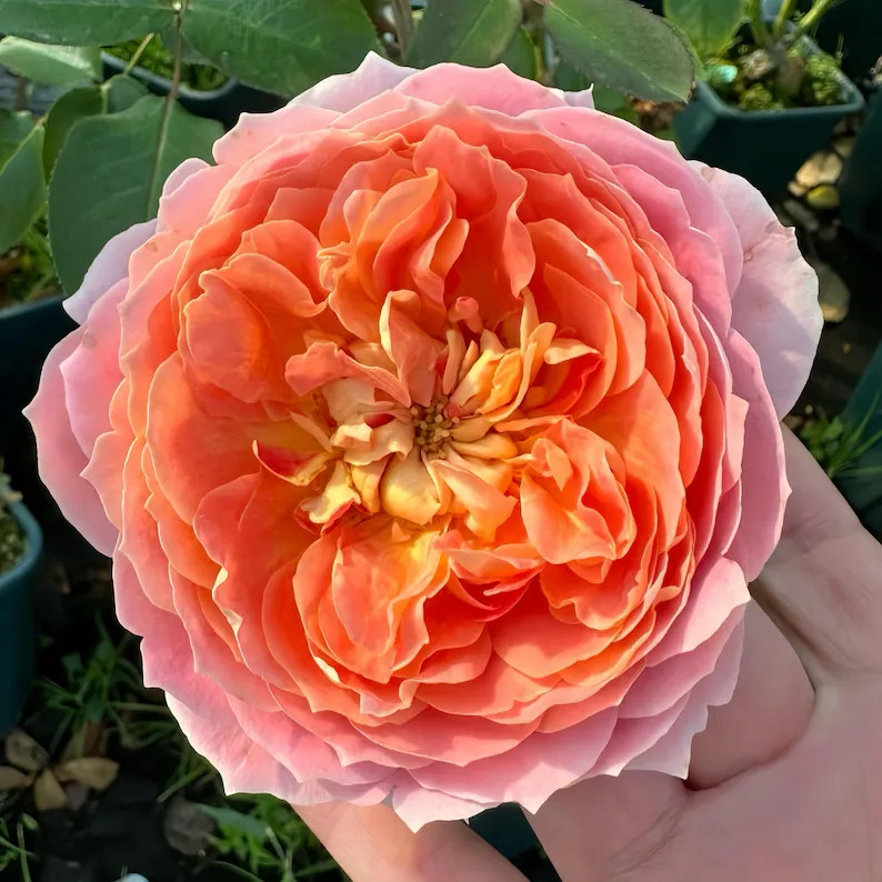 Candy Antike. 奶糖古董 - Etsy | Etsy (US)