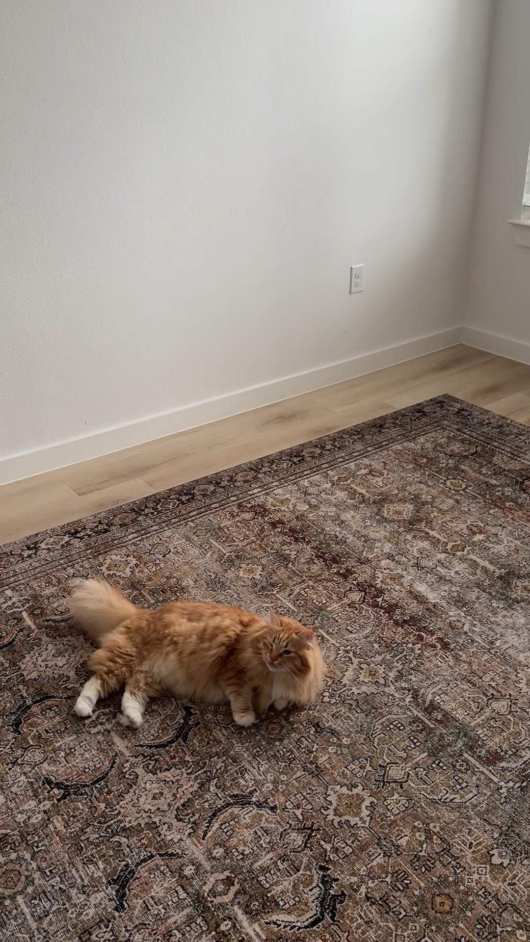 Obsessed with our new bedroom rug 🤎 it’s under $200 and on additional sale for Amazon Prime Day. 

We purchased Olive/Charcoal in 7’6” x 9’6” but it comes in so many colors and sizes! 

#LTKHome #LTKSaleAlert