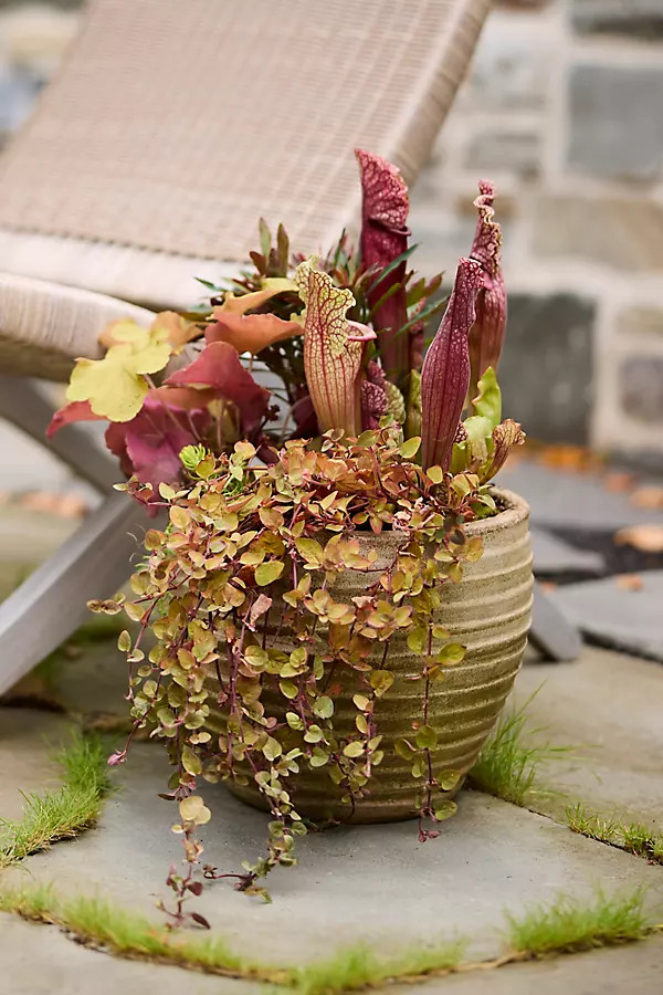 Antiqued Ring Ceramic Jar Planter | Anthropologie (US)
