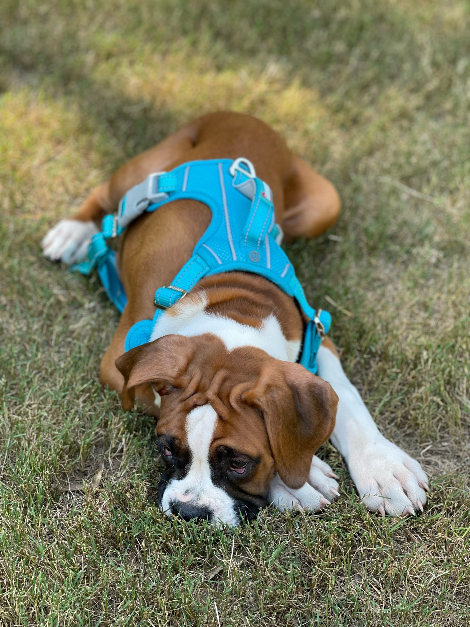 Adjustable Dog Harness

#LTKActive #LTKFindsUnder50