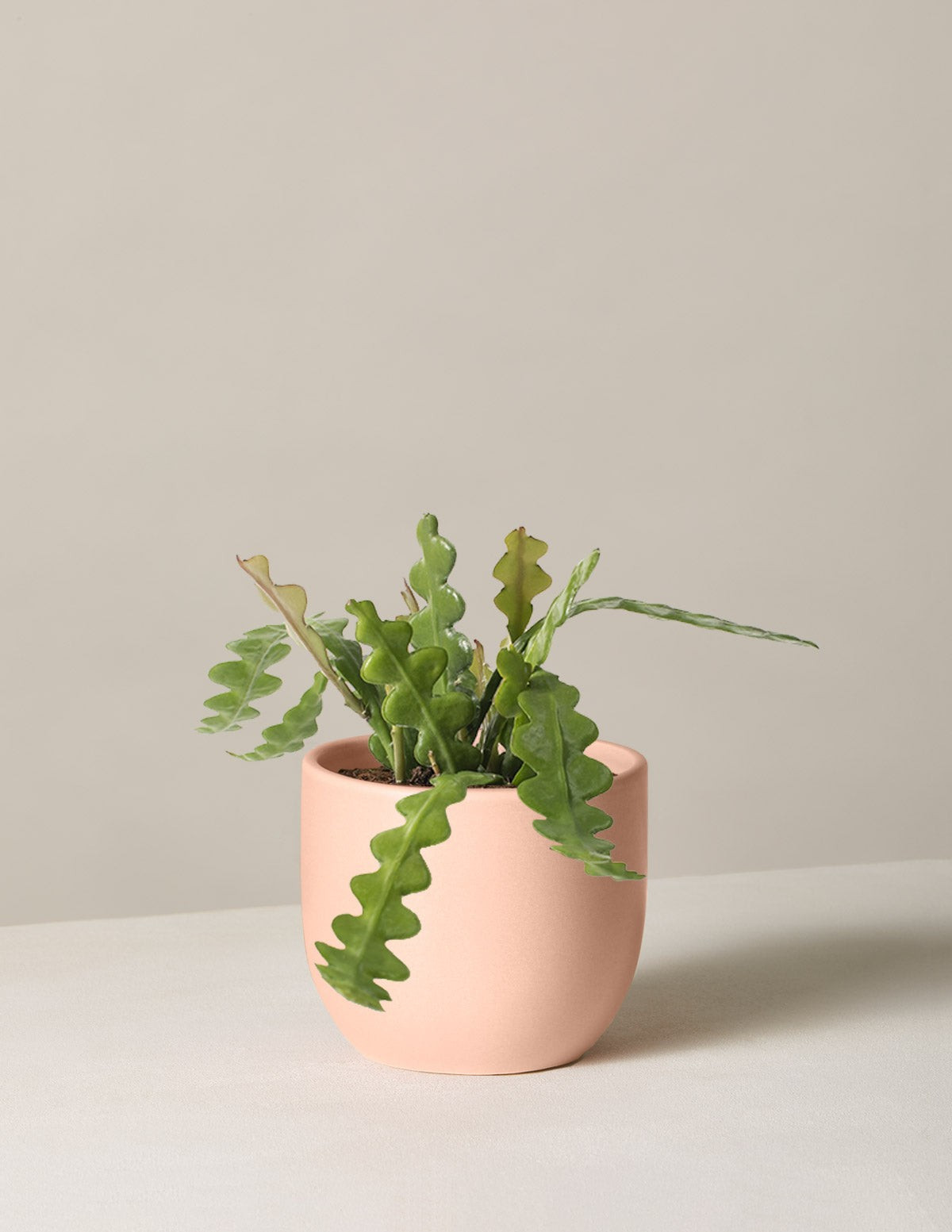 Ric Rac Cactus
    $38 | The Sill
