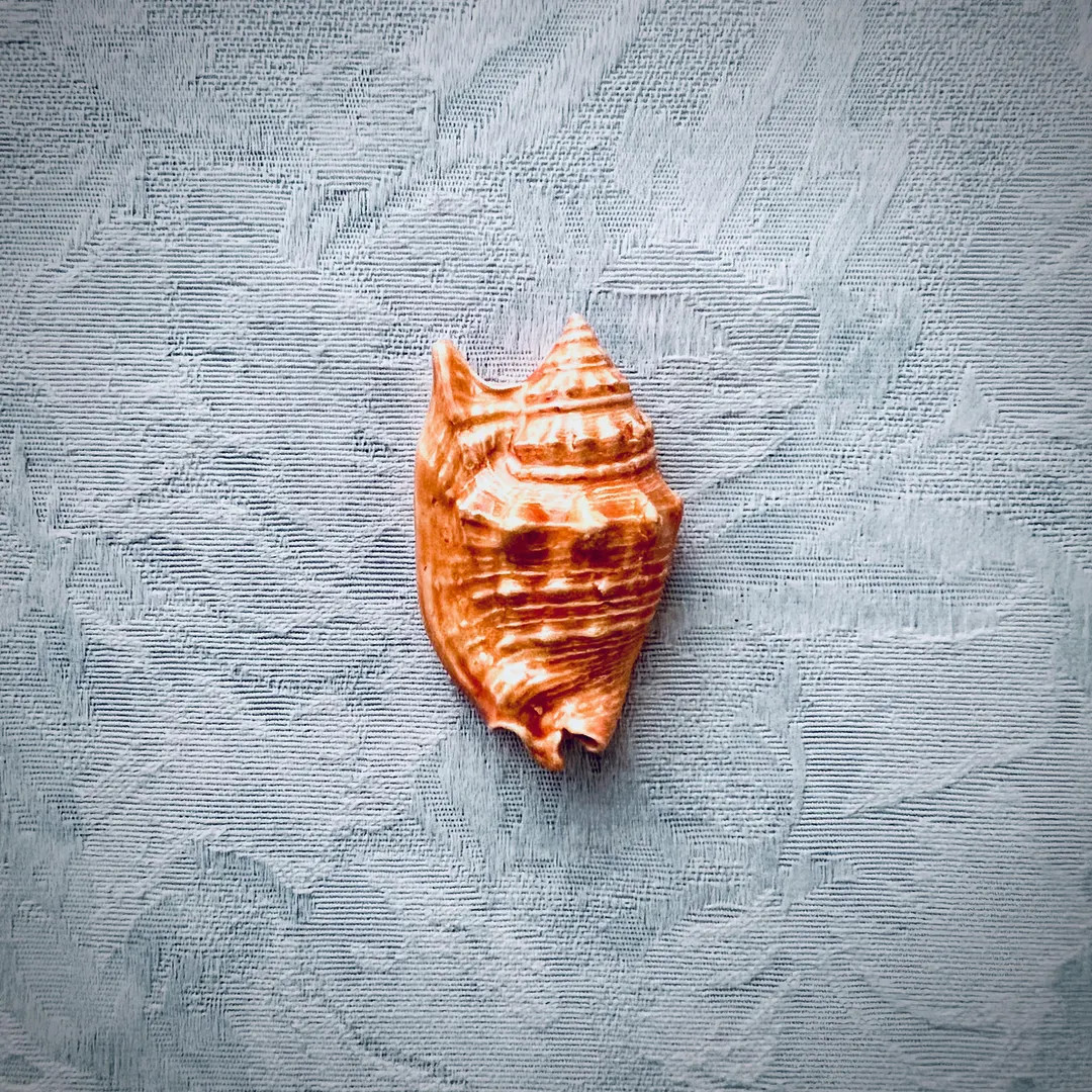 Orange Ceramic Shell, Hand Painted Art Tile, Seascape Mosaic Supply | Etsy (US)