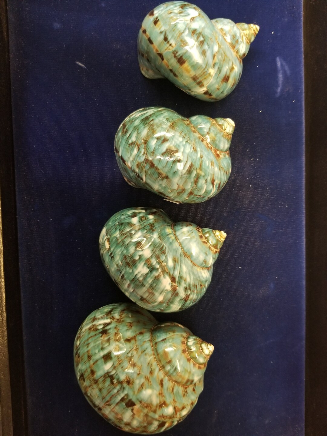 Jade Turbo Jumbo Size Polished 1 3/4 - 2+ Inch Opening One Shell - Etsy | Etsy (US)