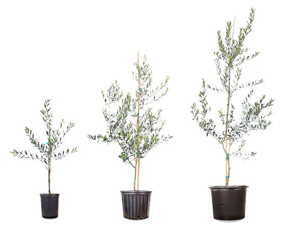 Live Arbequina Olive Tree - Self-Pollinating Producer of Delicious Olives - Outdoor Plant/Indoor ... | Etsy (US)