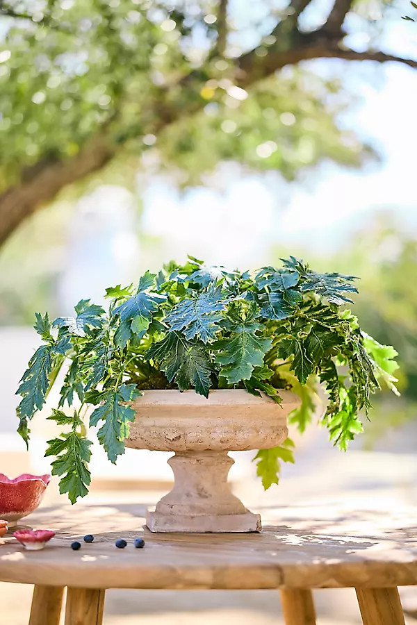Classical Terracotta Urn Planter | Anthropologie (US)