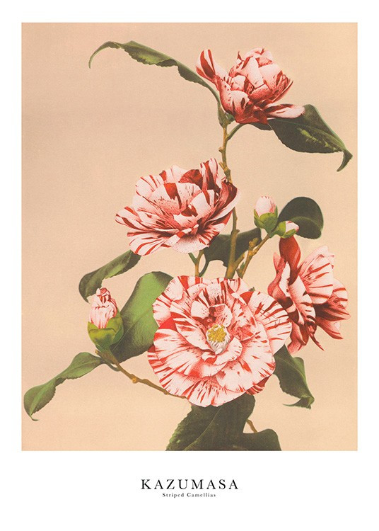 Ogawa Kazumasa - Striped Camellias Print | Desenio