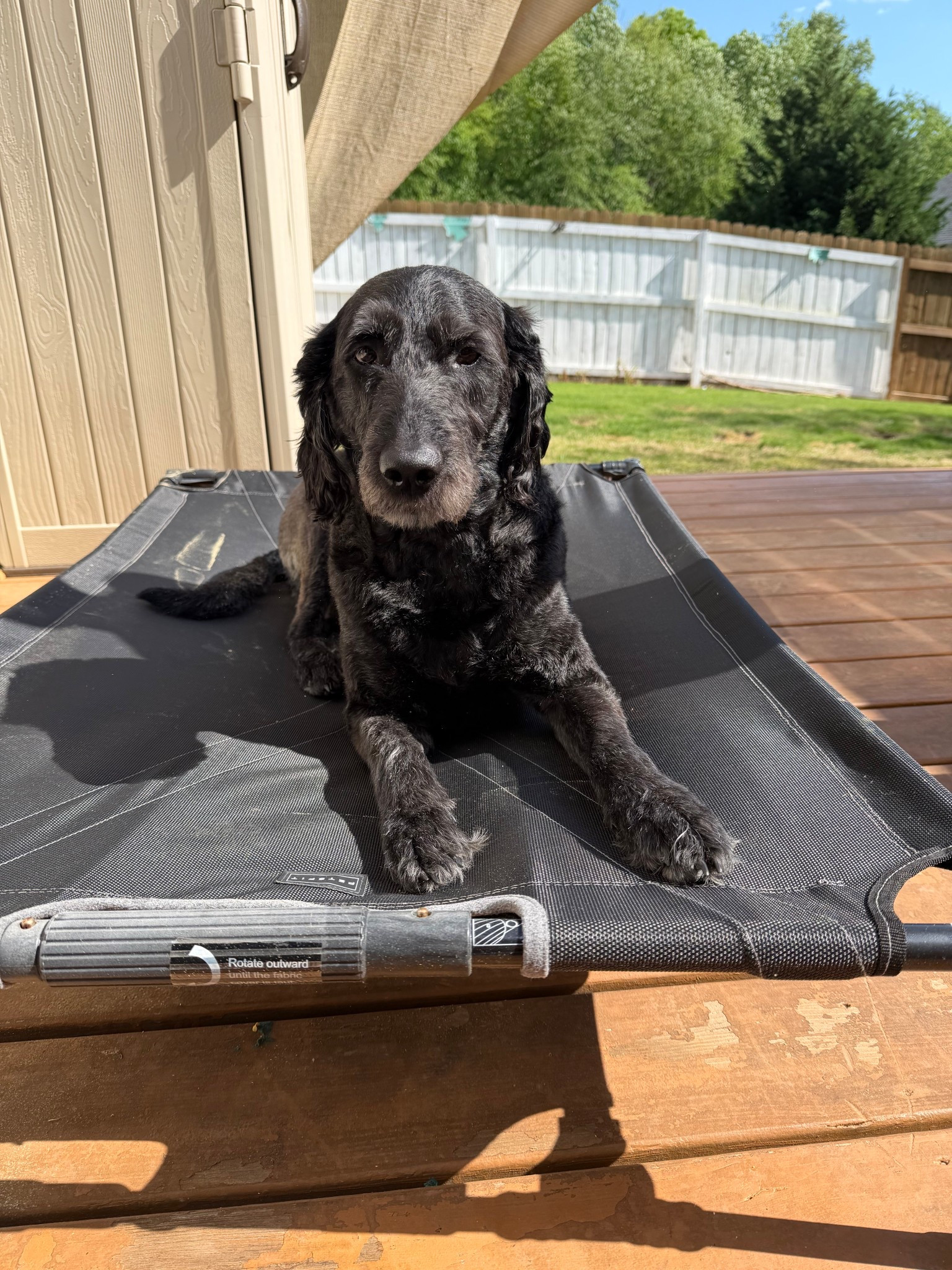 Raised outdoor dog bed 🐕‍🦺🐾


#LTKHome #LTKSeasonal #LTKSaleAlert
