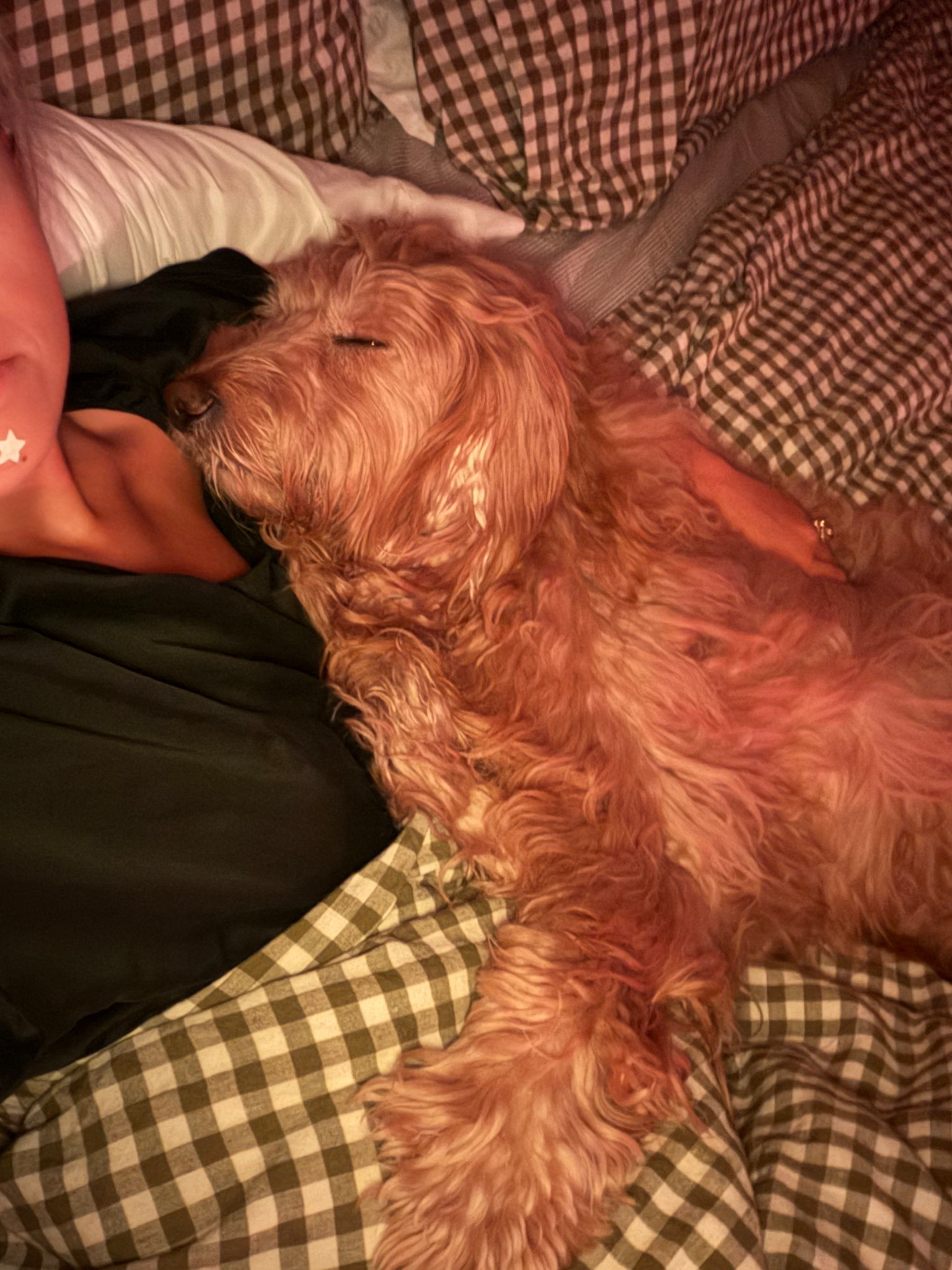 searching for target finds while the pup does this 🥹

#LTKGiftGuide #LTKWorkwear #LTKHoliday