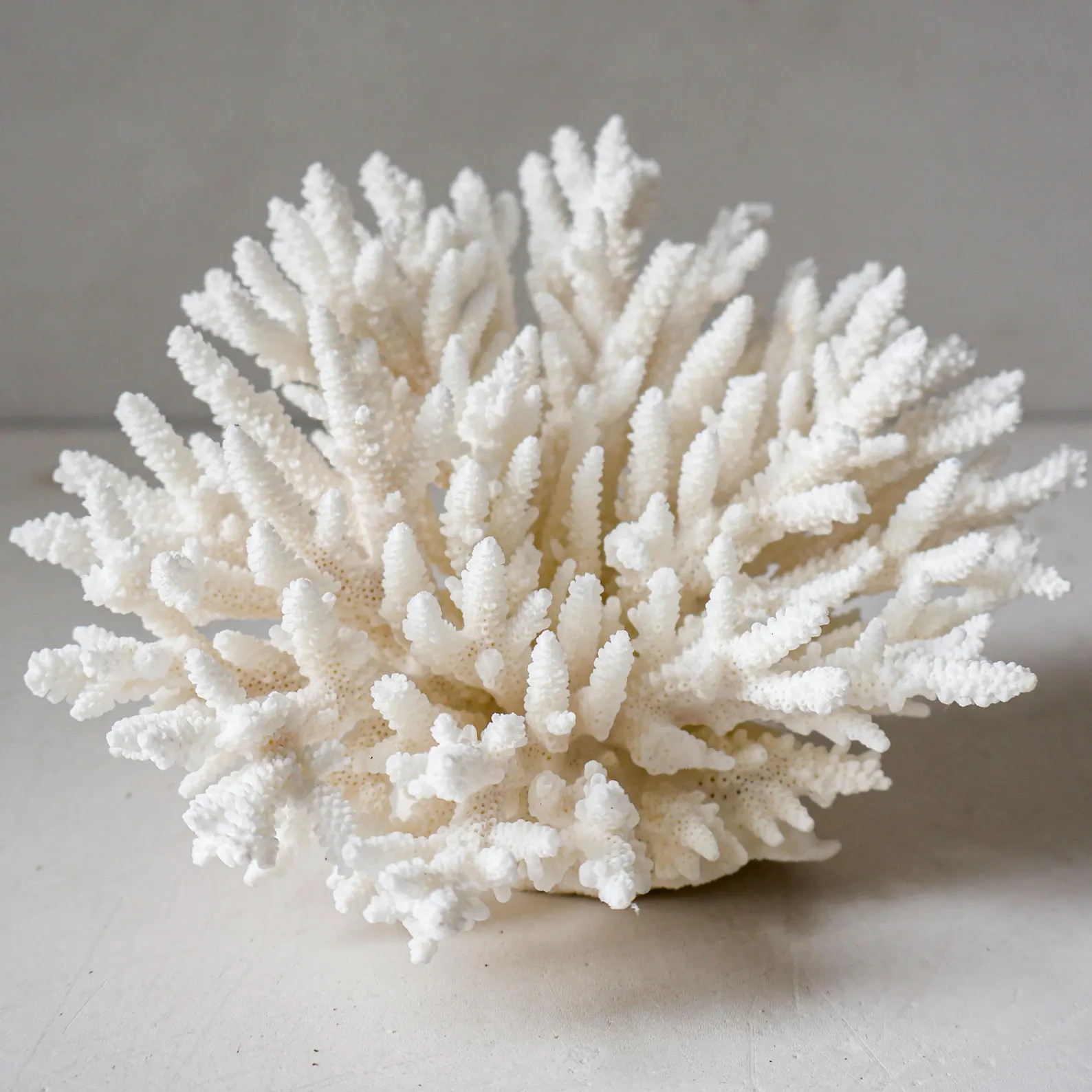 White Coral Real Coral Aquarium Coral Conus Seashell Ocean Vortex Treasure of the Ocean Seashell ... | Etsy (Global)