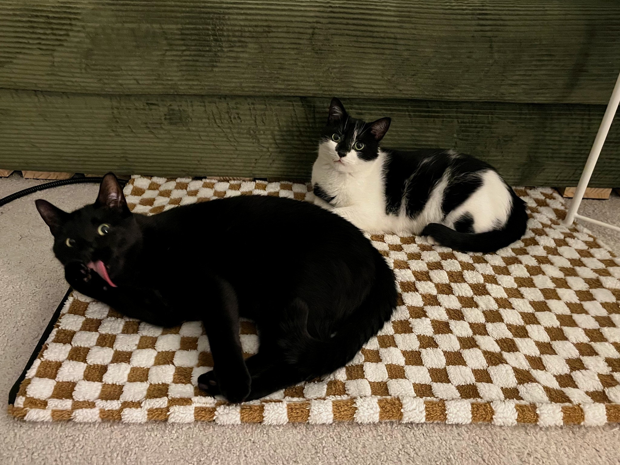 Your cats will loveeee you for this heating padd

#LTKPets
