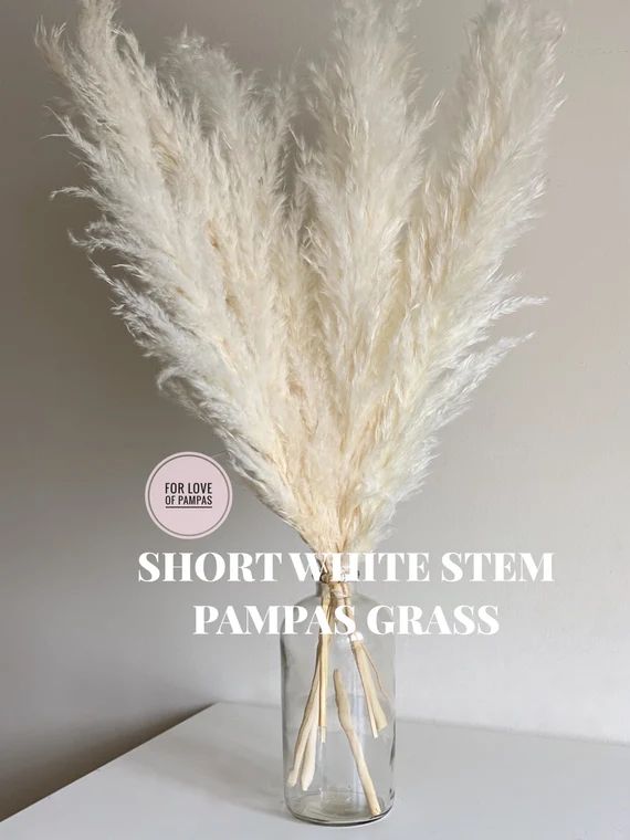 PAMPAS GRASS Short 1 stem White 26" - Dry Extra Fluffy Boho Wedding Decor Home Housewarming Gift ... | Etsy (US)