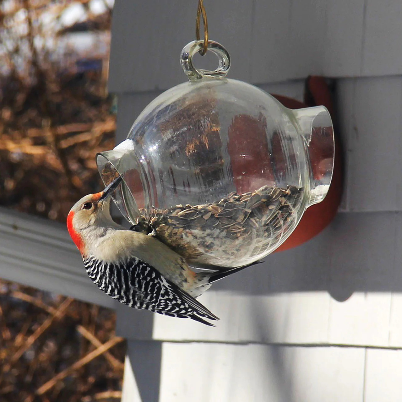 Large Glass Bird Feeder | Garrett Wade