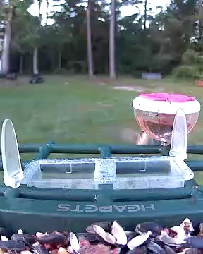Bird feeder camera! 
