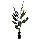 Floral Home Bird of Paradise Plant, Seven Feet Tall Tree, 13 Detailed Dark Green Leaves, Potted in B | Amazon (US)