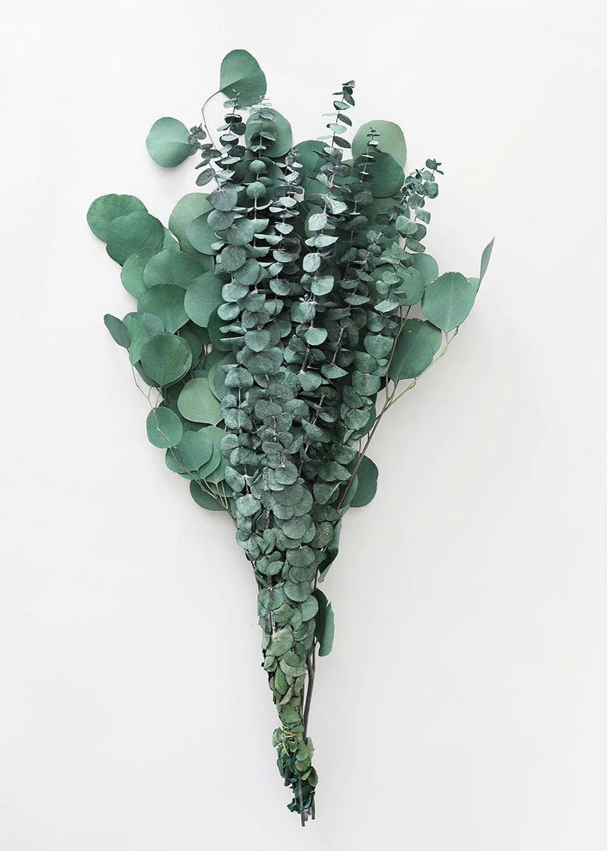 Preserved Mixed Eucalyptus Bundle - 22-32" Tall | Afloral (US)