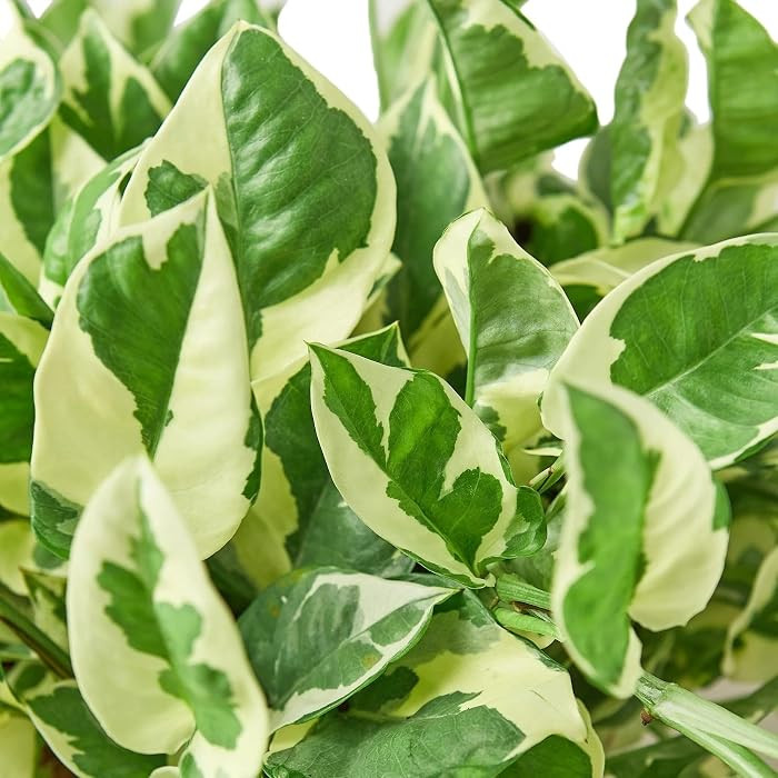 Pothos N'Joy Live Plant, Epipremnum Aureum, Variegated Devil's Ivy Indoor Houseplant in Nursery Pot, 4" Pot | Amazon (US)