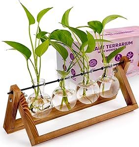 Plant Propagation Station Terrarium with Wooden Stand – Plant Terrarium Stand with 4 Glass Plan... | Amazon (US)