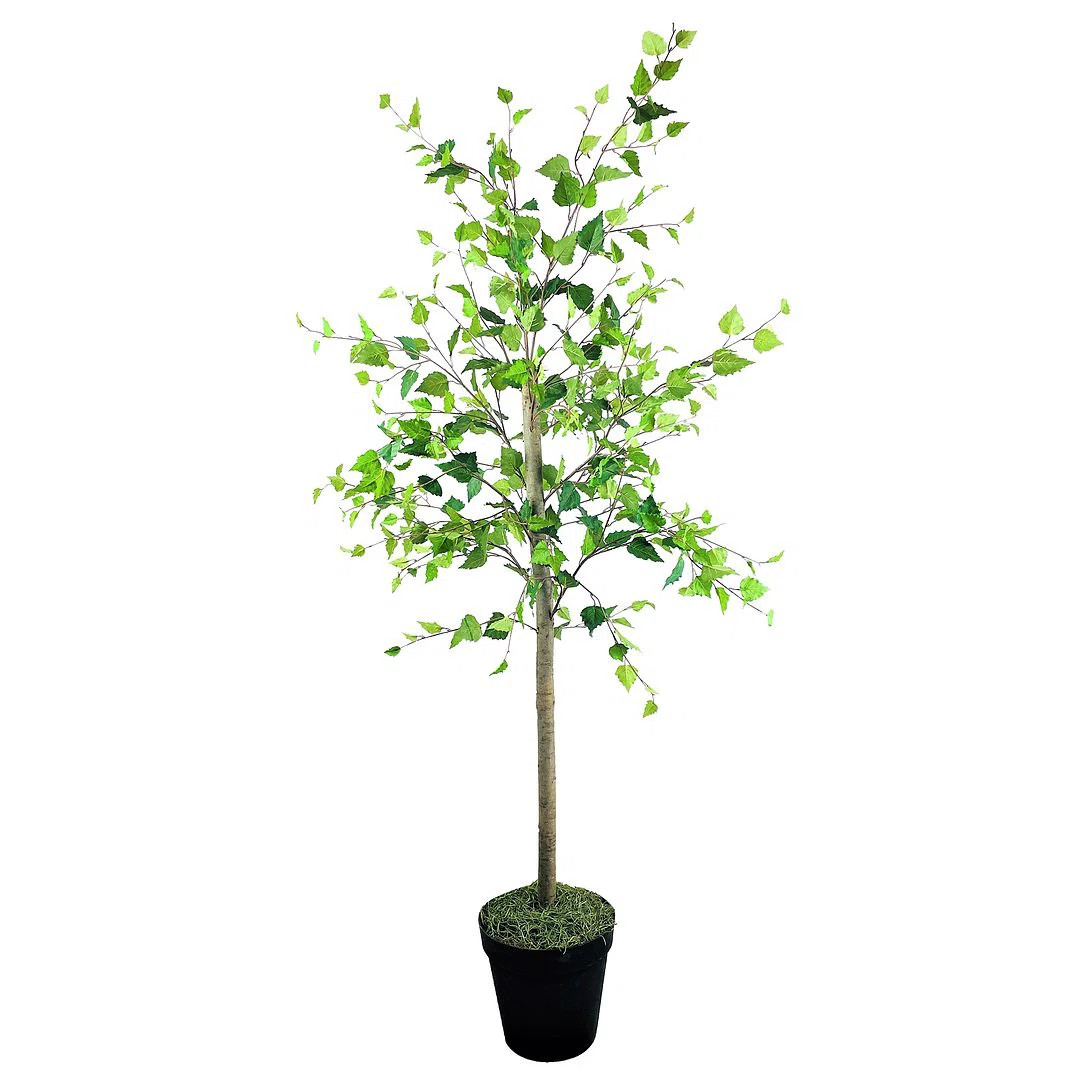 Lobos 72'' Faux Birch Tree | Wayfair North America