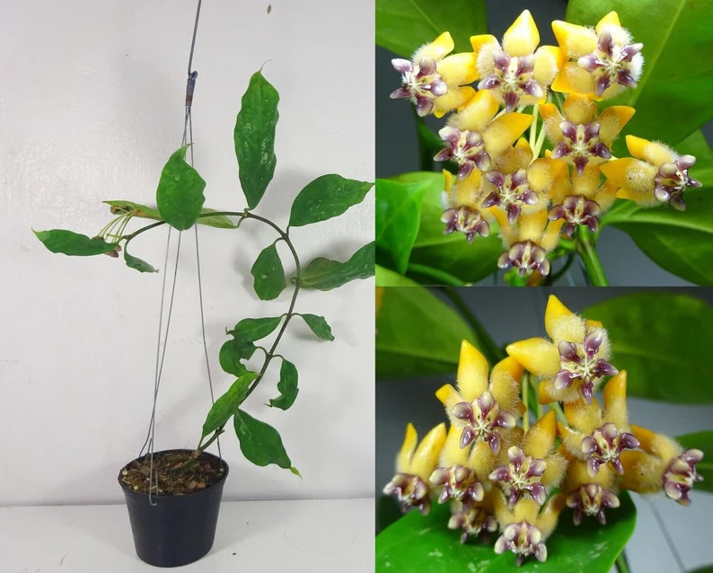 Hoya Praetorii Sp Papua Free Phytosanitary Certificate Fast Shipping - Etsy | Etsy (US)