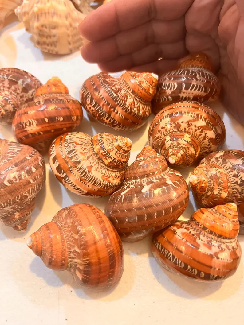 Turbo Shells for Hermit Crab Habitat, Natural Blemishes, Organic Foraged, Opening Size | Etsy (Global)