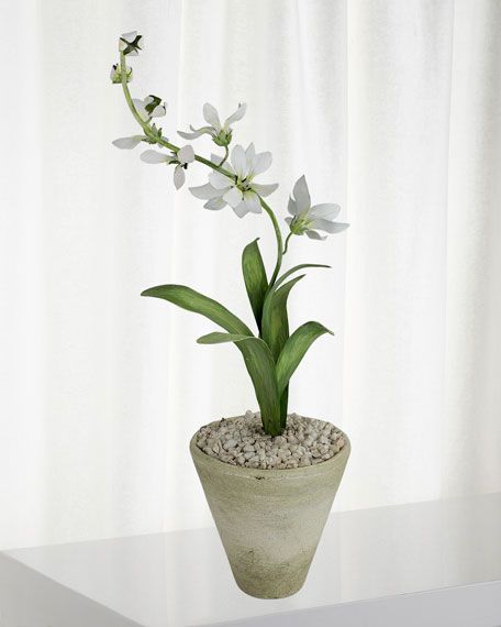 Charlotte Moss for Tommy Mitchell Freesia March Birth Flower in White Terracotta Pot | Bergdorf Goodman