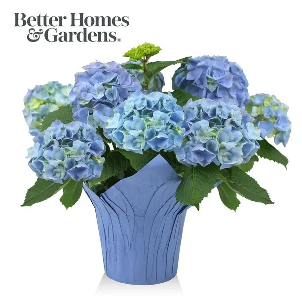 Better Homes & Gardens Blue Hydrangea Live Plant | Walmart (US)