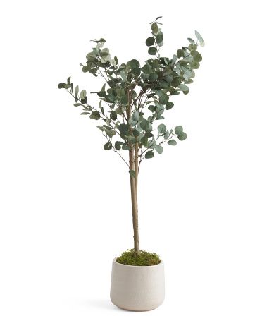 5ft Eucalyptus Tree In Dot Glazed Vase | Home Essentials | Marshalls | Marshalls