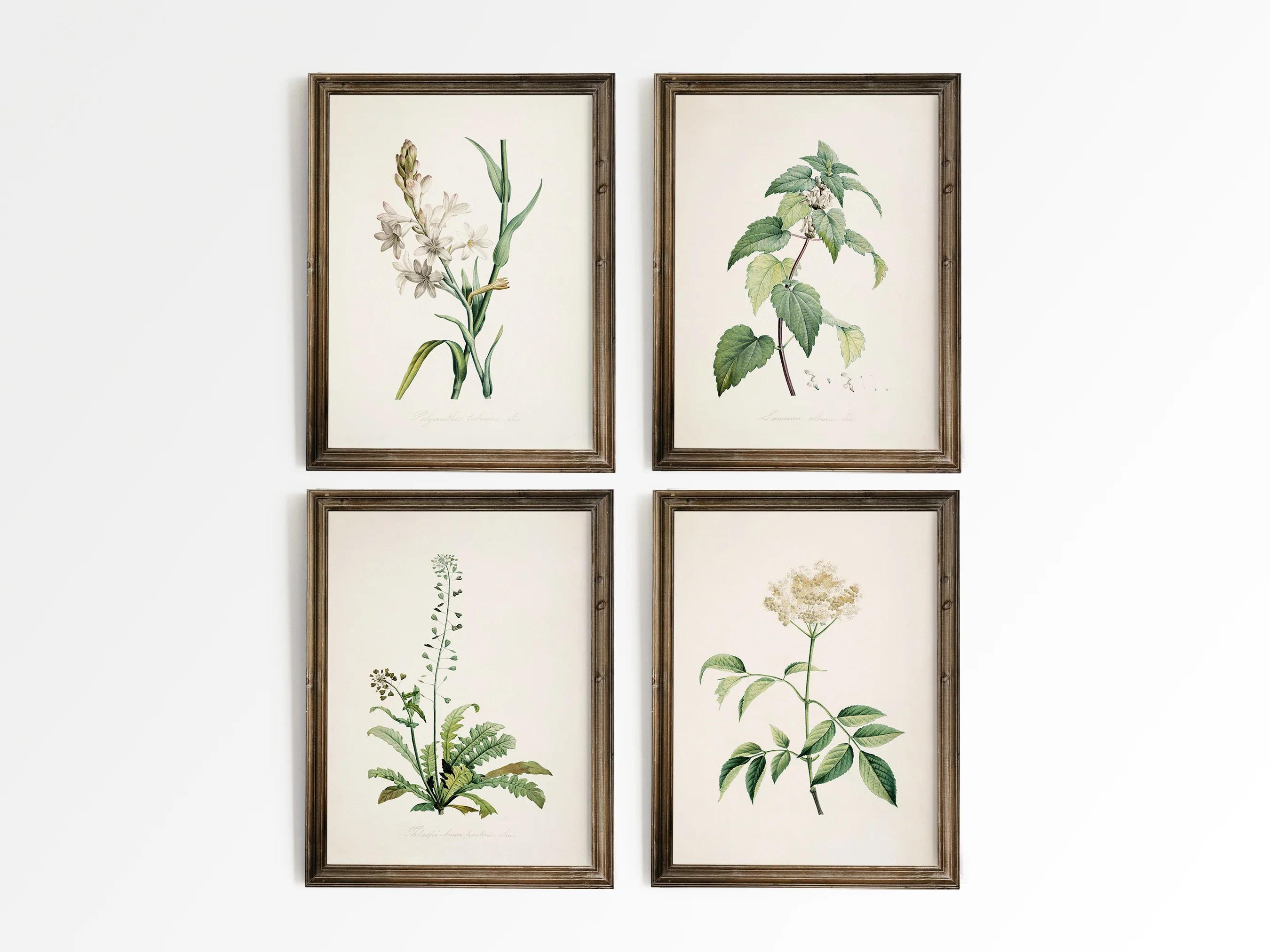 Old Botanicals | Heirloom Print Shop