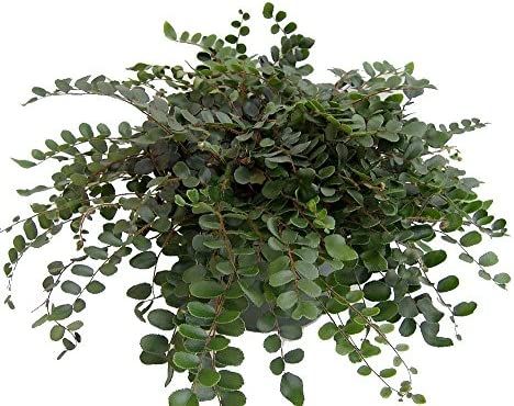 Hirt's Button Fern - Pellaea rotundifolia - Unusual, Easy to Grow - 4" Pot | Amazon (US)
