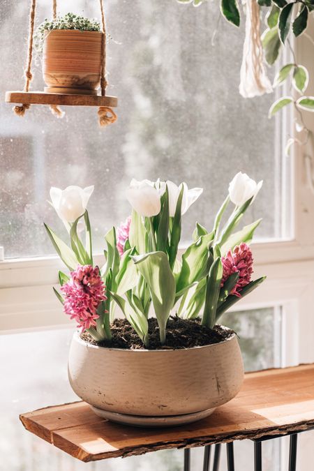 Bring the outdoors in with this do-it-yourself spring container garden. All the supplies you need are lists below & I have the tutorial up on my blog.

#SpringSplendor #ContainerGardening
#SpringPlanting #EarlyGardening #ContainerGarden #tulips #hyacinths
#GreenThumb #SpringTime #BloomingBeauty
#UrbanGardening #walmartfinds #gardening 

#LTKSeasonal #LTKfindsunder50 #LTKhome