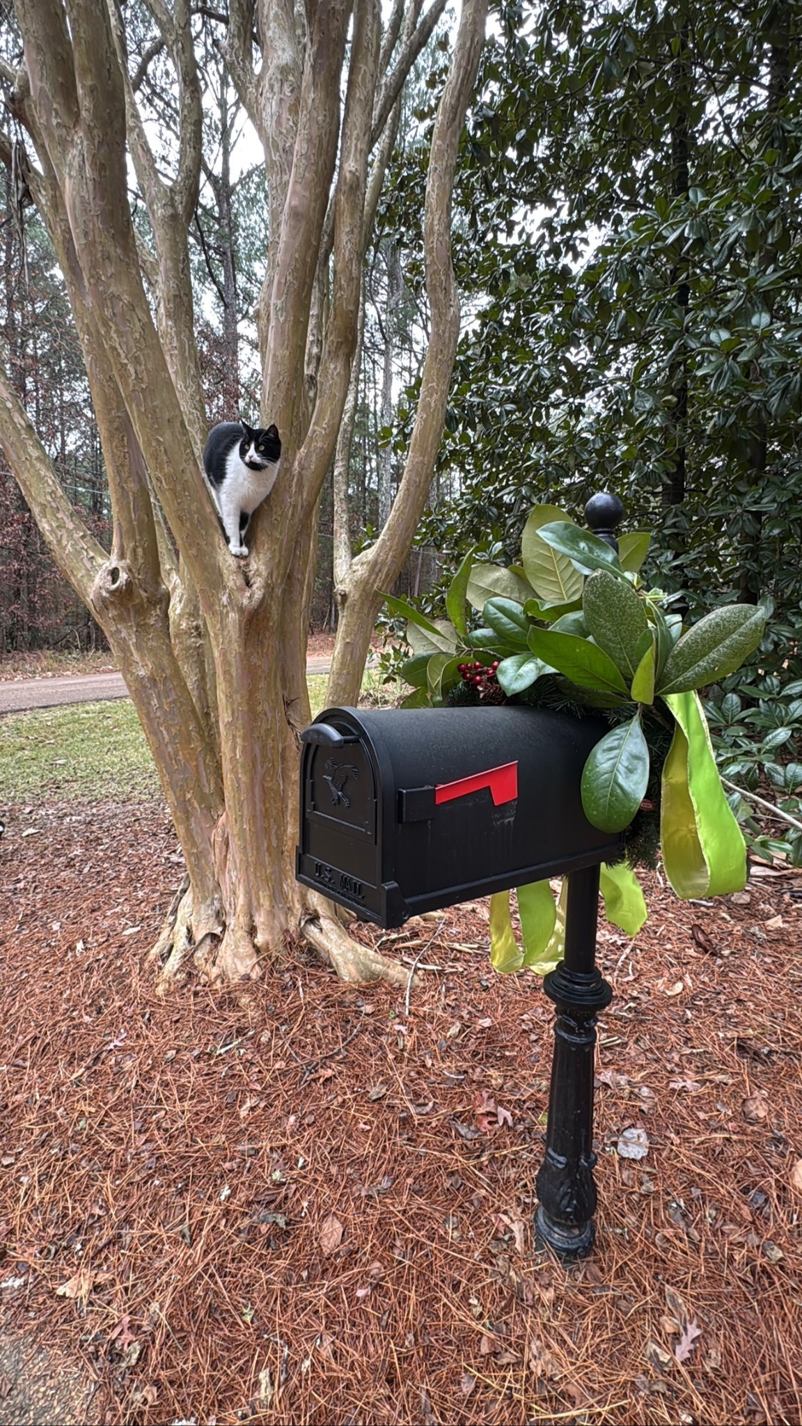 Replaced our mailbox for a new but older looking one and I love ❤️📫❤️

#LTKHome #LTKFindsUnder100