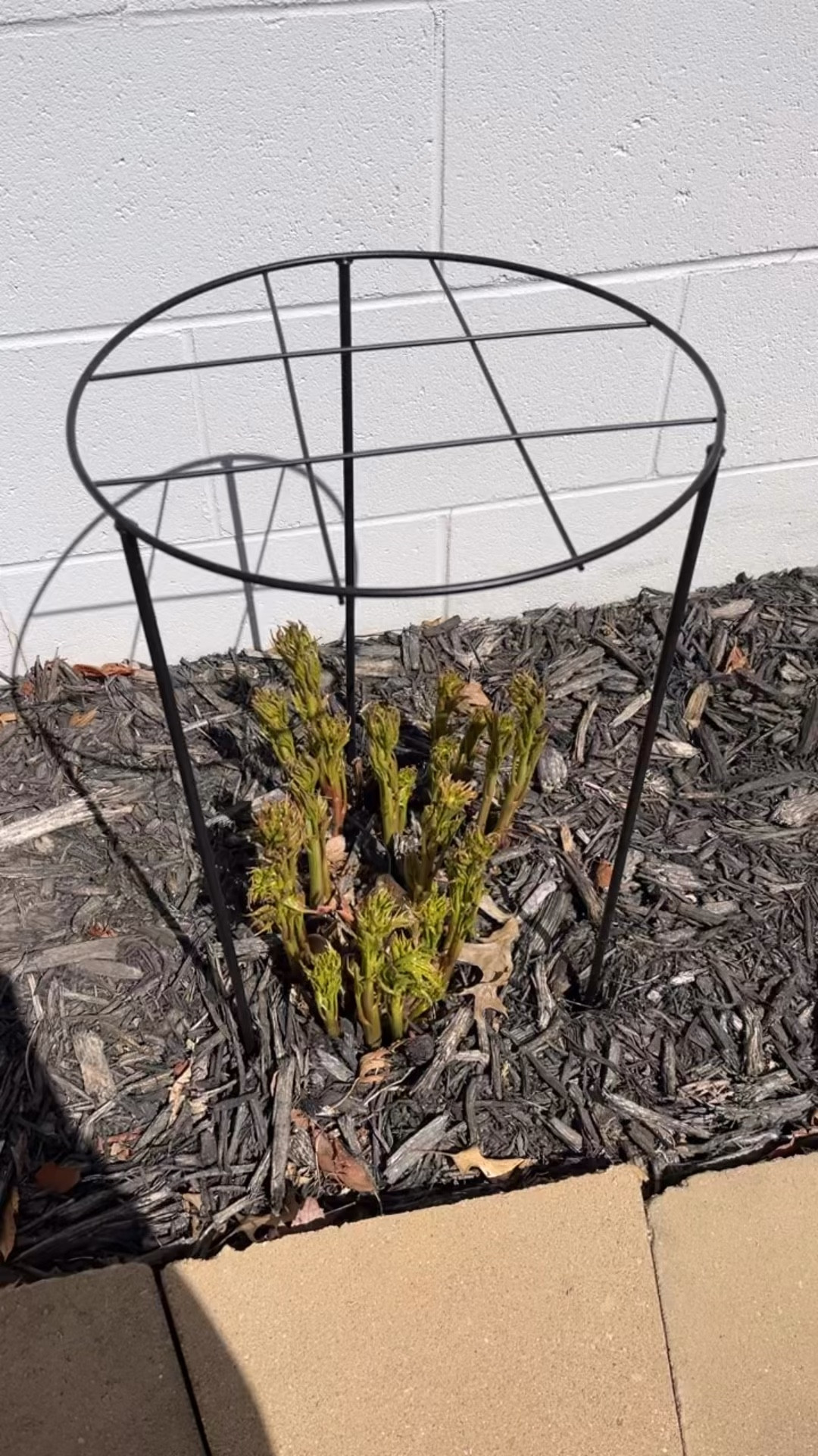 I have high hopes for these so fingers crossed they help support my peonies! Super easy to put together.

Peony cage // peony cages // flowers // flower support // spring // summer // spring decor // spring decorations // summer decor // summer decorations // patio decor // patio decorations // garden // flower beds // gardening // backyard // backyard decor // backyard decorations // outdoor decor // outdoor decorations // flower cage // flower cages // home decor 

#LTKootd #LTKHome #LTKSeasonal