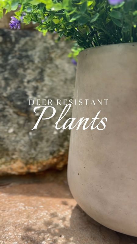 Every year - spend lots of money on beautiful plants that are supposed to be deer resistant, but ALWAYS get eaten down to the stem by deer 😩

🍃 I finally found this truly deer resistant plant species that seems to be working - it's called artificial 😆🦌🙅🏼‍♀️

But how realistic do these look styled in my favorite affordable, lightweight concrete planters? They are UV resistant and don't require any watering! 🙌🏻

Amazon outdoor // Amazon patio // Amazon home finds // outdoor plants // faux plants outdoors // viral cement planters // concrete planter // CB2 planter dupe 

#LTKHome #LTKFindsUnder100 #LTKVideo