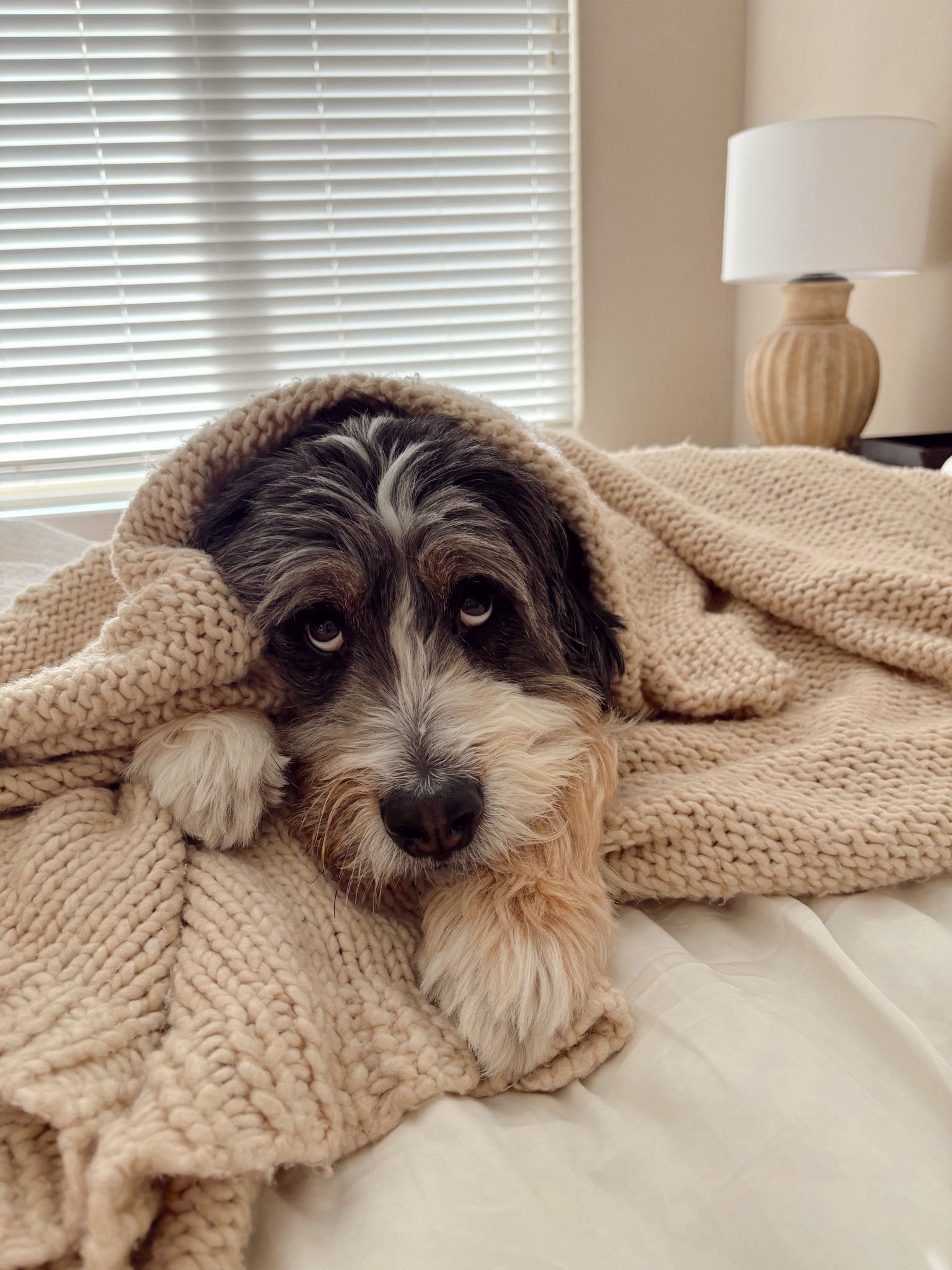 Too comfy to get up 




#LTKHome #LTKdayinmylife #LTKmorningroutine