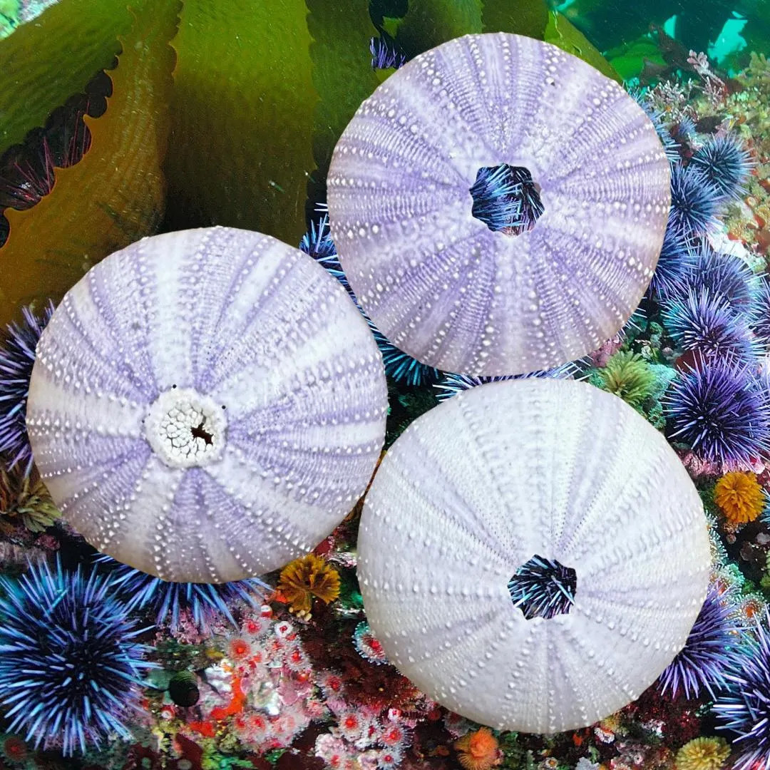 Purple Sea Urchin | Natural Hermit Crab Calcium, Foraging - Etsy | Etsy (US)
