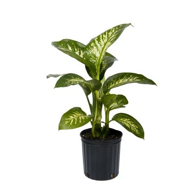 Costa Farms Indoor Dieffenbachia House Plant in 10-inch Grow Pot | Wayfair North America