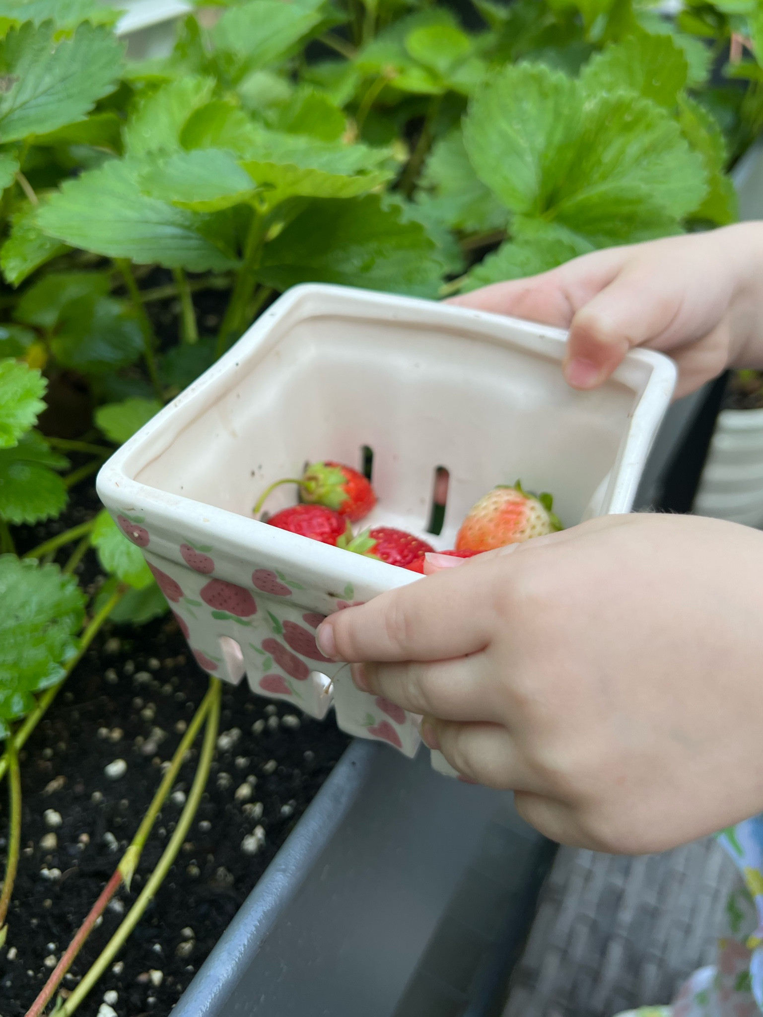 Reusable berry basket.
Great for picking fruit from your garden or washing fruit / vegetables at home!
My girl loves picking her fruit fresh with these

#LTKFind #LTKfamily #LTKhome