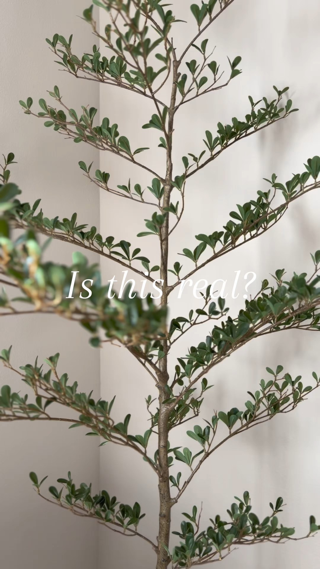 Faux black olive tree, shady lady 

#LTKHome
