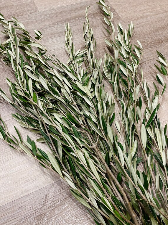 Large Olive Branch Bunch, Olive Branches, Full Bunch Fresh/Dried Olive Bouquet, Olive Leaves, Dry... | Etsy (US)