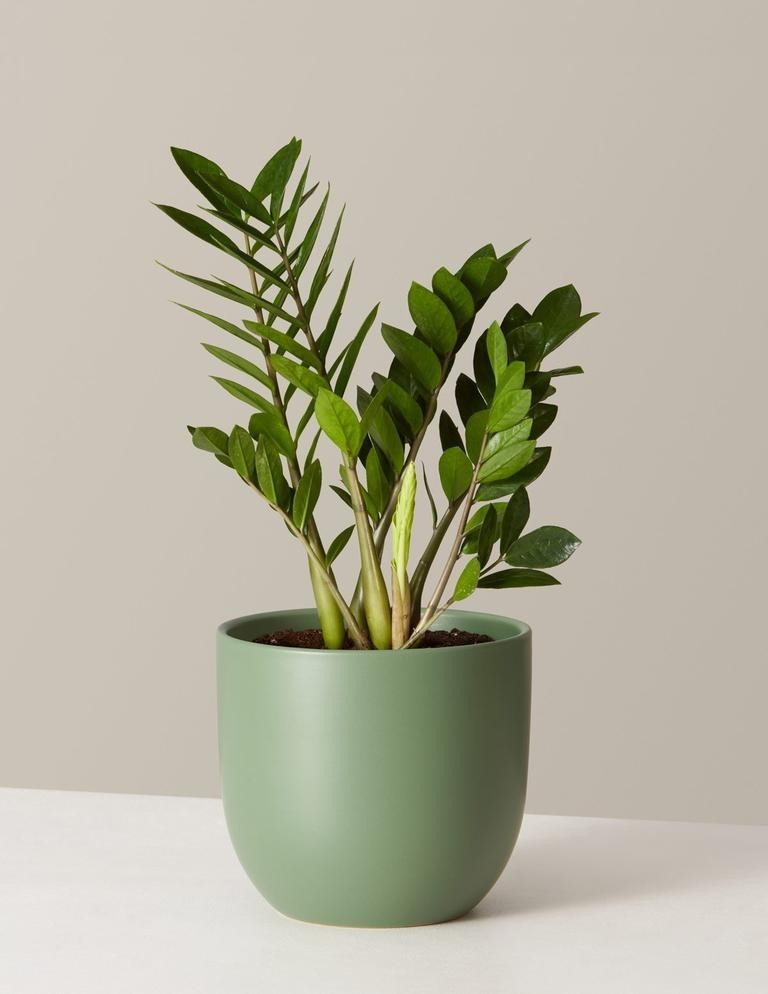 ZZ Plant in Limited Edition Planters | The Sill