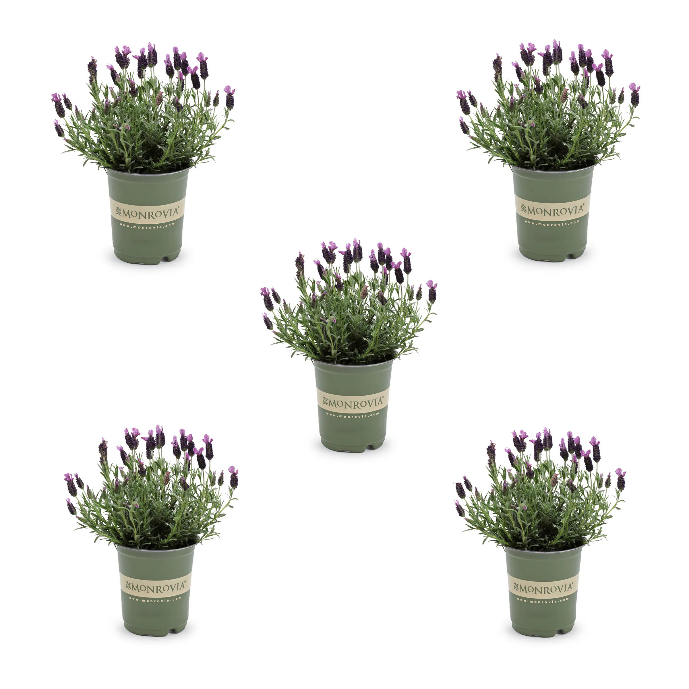 Monrovia Purple Lavender Plant in 1.5 -Pint Pot 5.0 -Pack | 78507 | Lowe's