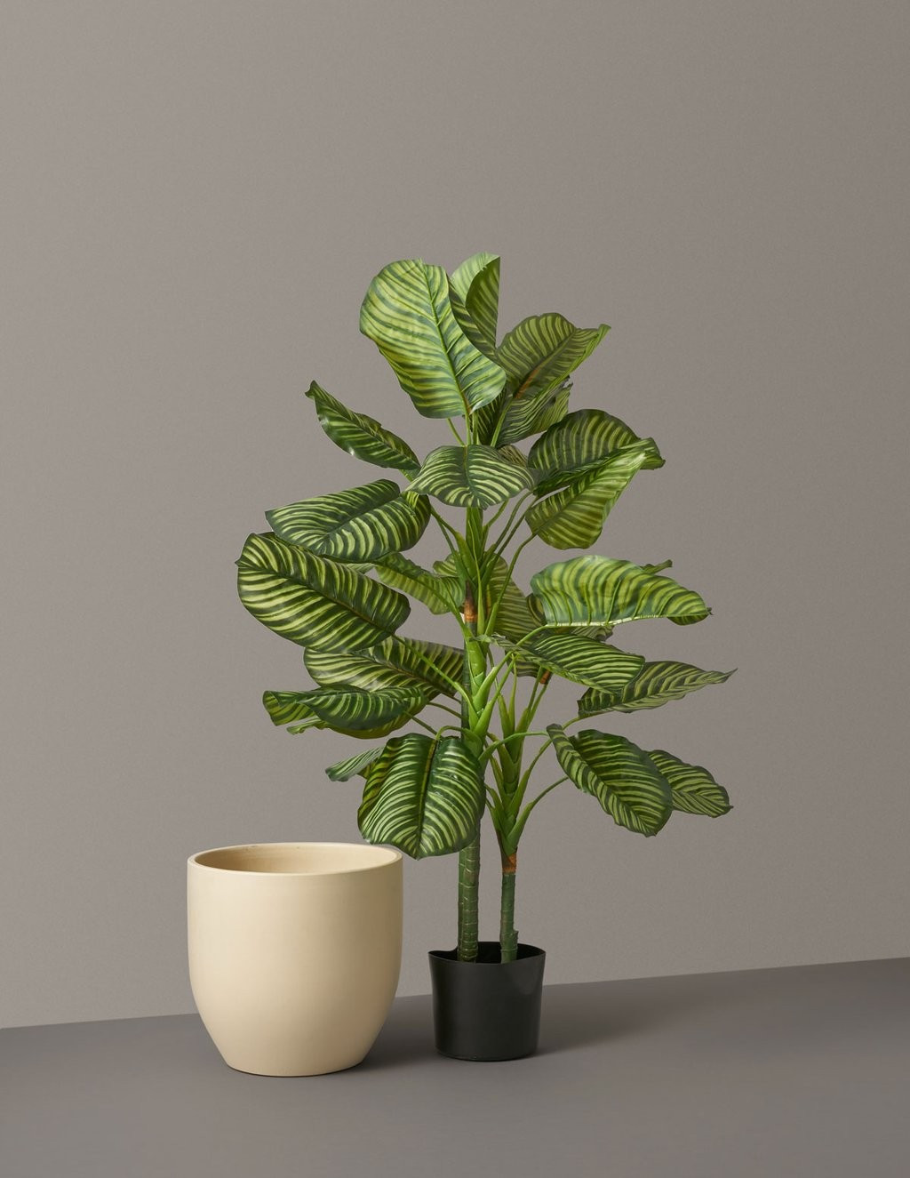 Faux Calathea Orbifolia | The Sill