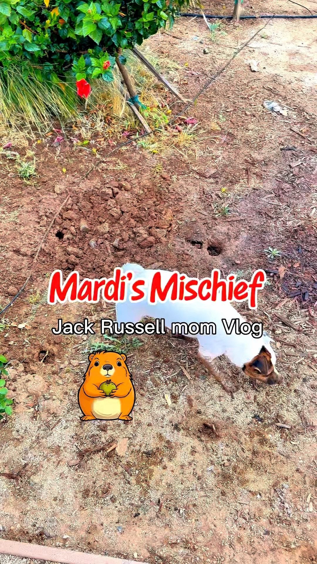 Another day of fun being Mardi’s mom, we have a rodent, it’s tearing up our yard. Mardi moo is hot on his trail! #dogtiktok #jackrussell #rodent #attack #pets

#LTKdayinmylife